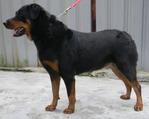 Lucky  - Rottweiler Dog