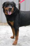 Lucky  - Rottweiler Dog