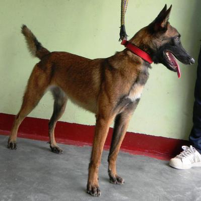 Sky - Belgian Shepherd Malinois Dog