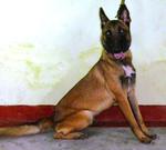 Sky - Belgian Shepherd Malinois Dog