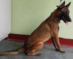 Sky - Belgian Shepherd Malinois Dog