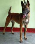 Sky - Belgian Shepherd Malinois Dog