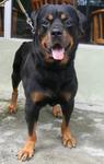 Tiger  - Rottweiler Dog