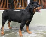 Tiger  - Rottweiler Dog