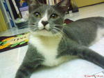 Shadow - Domestic Medium Hair Cat
