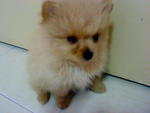 B1+b2 - Pomeranian Dog