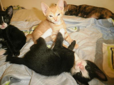 Tom  &amp; Blacky - Domestic Medium Hair Cat
