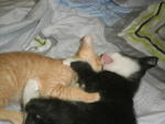 Tom  &amp; Blacky - Domestic Medium Hair Cat