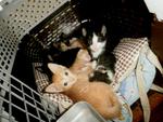 Tom  &amp; Blacky - Domestic Medium Hair Cat