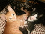 Tom  &amp; Blacky - Domestic Medium Hair Cat