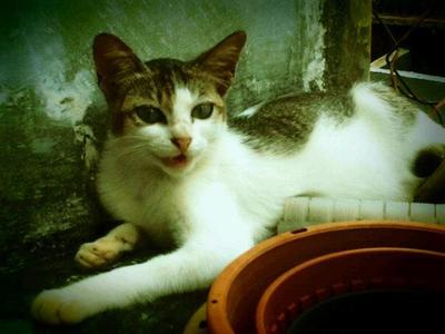 Kitten In Jb - Domestic Short Hair Cat