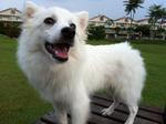 Cookie - German Spitz Dog