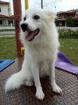 Cookie - German Spitz Dog