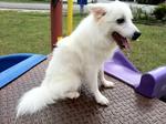 Cookie - German Spitz Dog