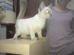 PF26092 - Domestic Medium Hair + Siamese Cat