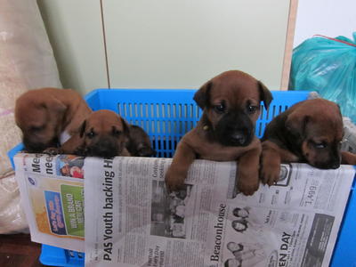 Mixed Breed - Shar Pei Mix Dog