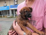 Mixed Breed - Shar Pei Mix Dog