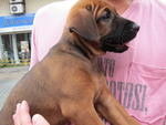 Mixed Breed - Shar Pei Mix Dog