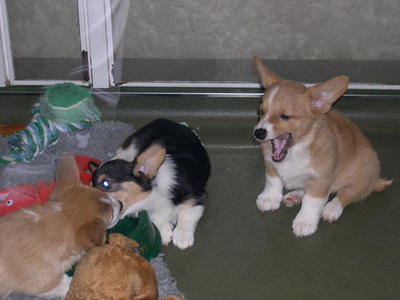 Pure Pembroke Welsh Corgi Puppies  - Welsh Corgi Dog