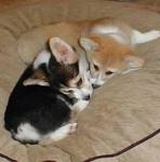 Pure Pembroke Welsh Corgi Puppies  - Welsh Corgi Dog