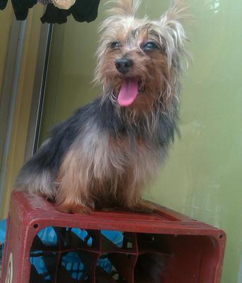 Kiki - Silky Terrier + Yorkshire Terrier Yorkie Dog