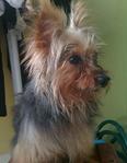 Kiki - Silky Terrier + Yorkshire Terrier Yorkie Dog