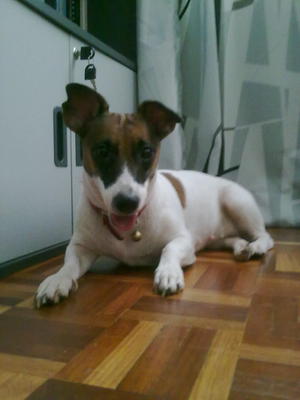 Lilo - Jack Russell Terrier Dog