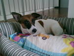 Lilo - Jack Russell Terrier Dog