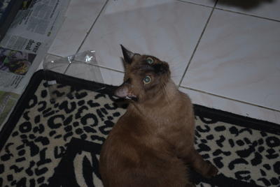 Tam - Burmese Cat