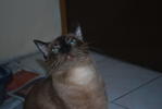 Tam - Burmese Cat