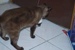 Tam - Burmese Cat