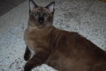 Tam - Burmese Cat