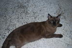 Tam - Burmese Cat