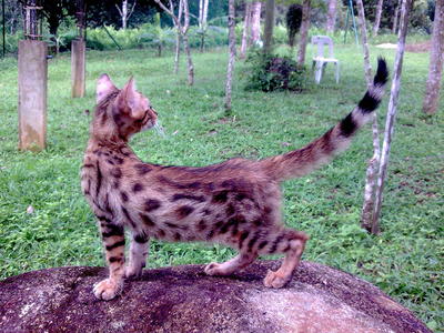 Bengal - Bengal Cat