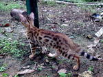 Bengal - Bengal Cat