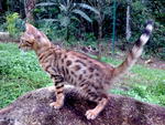 Bengal - Bengal Cat