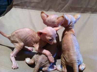 Sphynx - Sphynx (hairless cat) Cat