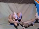 Sphynx - Sphynx (hairless cat) Cat