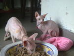 Sphynx - Sphynx (hairless cat) Cat