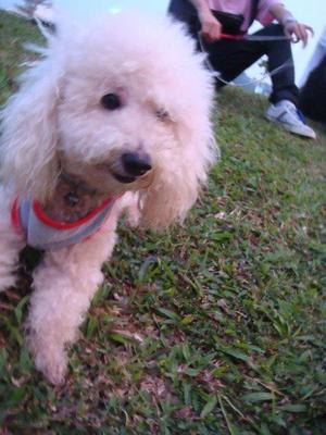 Teddy - Poodle Dog