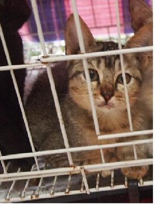 Mixed British Shorthair - British Shorthair + Birman Cat