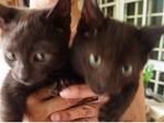 Mixed Bsh-jet Black - British Shorthair + Birman Cat