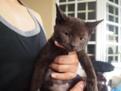 Mixed Bsh-jet Black - British Shorthair + Birman Cat