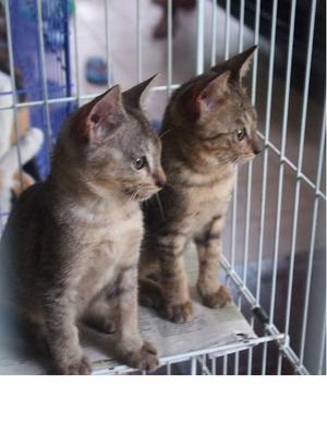 Mixed British Shorthair Kittens 3 - British Shorthair + Birman Cat