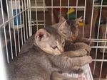 Mixed British Shorthair Kittens 3 - British Shorthair + Birman Cat