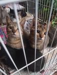 Mixed British Shorthair Kittens 3 - British Shorthair + Birman Cat