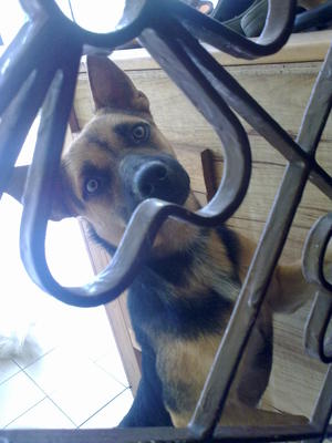 Jack - Needs New Home Urgently... - German Shepherd Dog + Rottweiler Dog