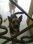 Jack - Needs New Home Urgently... - German Shepherd Dog + Rottweiler Dog