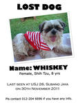 Whiskey - Shih Tzu Dog