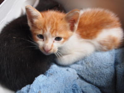 Ginger &amp; Cathy - Domestic Medium Hair Cat